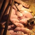 Čudo na imanju Čolakovića: Krmača Maza oprasila 17 prasadi, a pogledajte tek reakciju mačke (VIDEO)