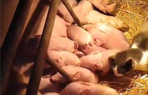 Čudo na imanju Čolakovića: Krmača Maza oprasila 17 prasadi, a pogledajte tek reakciju mačke (VIDEO)
