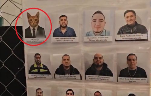 Mačor Mjaurisio "potpisao" ugovor sa firmom: Sada je menadžer, a evo šta su mu dužnosti (VIDEO)