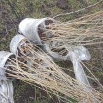 Al Dahra Srbija pokreće trogodišnji program pošumljavanja