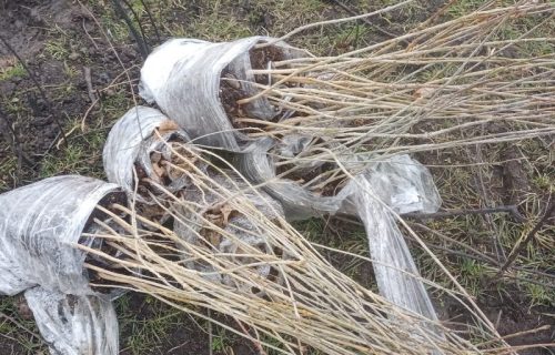 Al Dahra Srbija pokreće trogodišnji program pošumljavanja