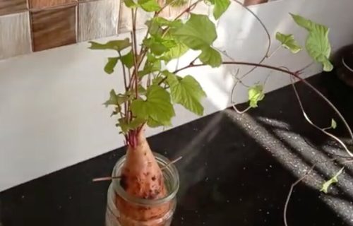 Batat kao atraktivna kućna biljka: Odličan izbor za moderan ambijent (VIDEO)