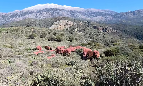 Grci farbaju ovce u crveno: Hit snimak sa Krita kruži mrežama, evo koji je razlog (VIDEO)