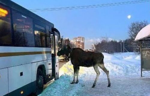 Šok na stanici: Los uredno čekao autobus i krenuo da se ukrca (VIDEO)