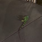 Smrznute iguane masovno padaju sa drveća, građani ih skupljaju sa ulica (VIDEO)