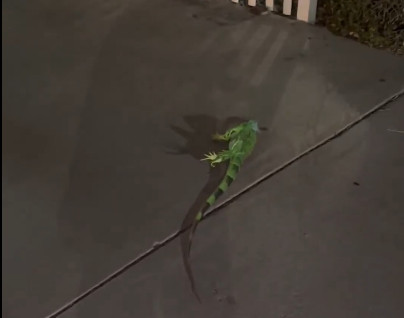 Smrznute iguane masovno padaju sa drveća, građani ih skupljaju sa ulica (VIDEO)