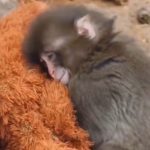 Probajte da ukucate "Punch the Monkey“ na Guglu: Oduševiće vas gest u čast čuvenog majmučeta