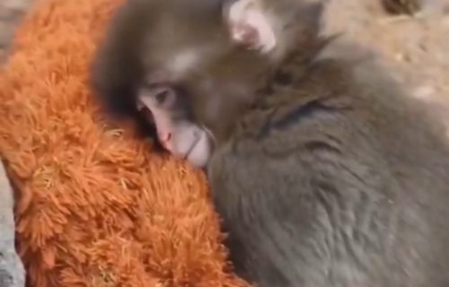 Probajte da ukucate "Punch the Monkey“ na Guglu: Oduševiće vas gest u čast čuvenog majmučeta
