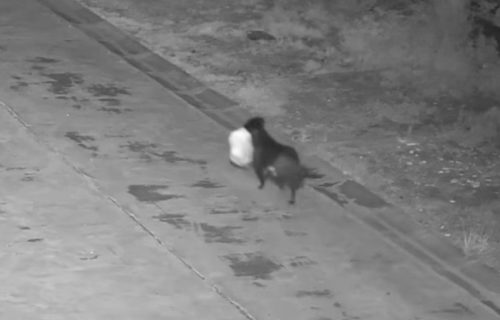 Genijalno i pomalo ilegalno: Pogledajte šta radi dresirani pas "đubretar" (VIDEO)