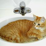 Zašto mačke vole lavabo i da li to ukazuje na problem? Razni faktori ih privlače, od oblika do materijala