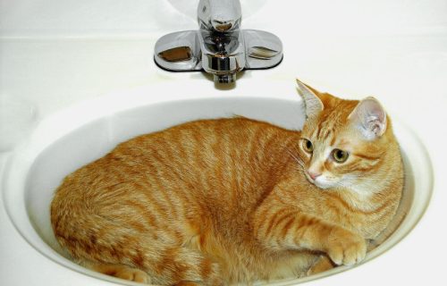 Zašto mačke vole lavabo i da li to ukazuje na problem? Razni faktori ih privlače, od oblika do materijala