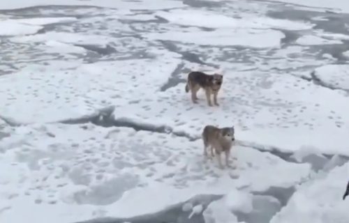 Nesvakidašnja drama kod Kamčatke: Iznemogli psi danima plutali na santama leda u okeanu (VIDEO)