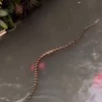 Scene kao iz horor filma: Velike zmije krstare poplavljenim ulicama popularnog letovališta (VIDEO)