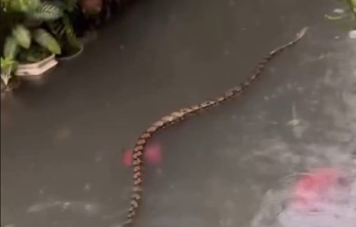 Scene kao iz horor filma: Velike zmije krstare poplavljenim ulicama popularnog letovališta (VIDEO)