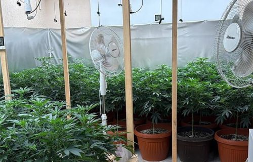 Otkrivena tajna fabrika marihuane u Subotici: Specijalci upali na posed