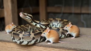 Pitoni i debeli miševi vam mogu pomoći da smršate: Sjajno otkriće naučnika u borbi protiv gojaznosti