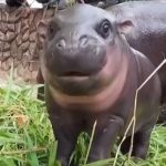 Uljez upao kod čuvenog nilskog konja: Snimljen muškarac sa crnom kapom kako prilazi Mu Deng (VIDEO)