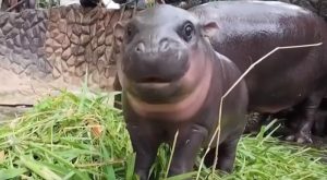 Uljez upao kod čuvenog nilskog konja: Snimljen muškarac sa crnom kapom kako prilazi Mu Deng (VIDEO)