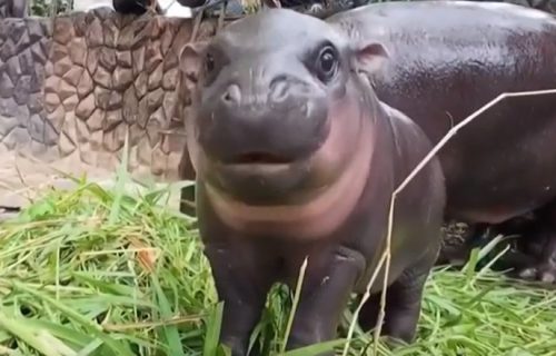 Uljez upao kod čuvenog nilskog konja: Snimljen muškarac sa crnom kapom kako prilazi Mu Deng (VIDEO)