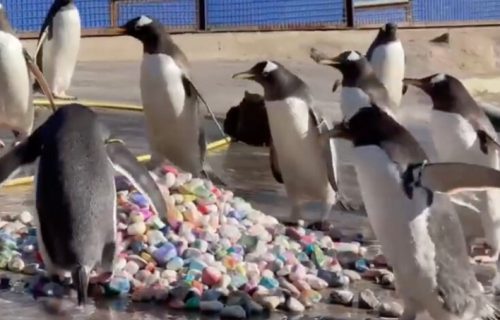 Deca iz bolnice oslikala kamenčiće za “ljubavne poklone“ pingvina: Dirljiva priča iz zoološkog vrta (VIDEO)