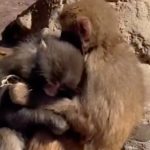 Omiljeni Internet majmunčić, ponovo osvaja: Panč našao devojku (VIDEO)