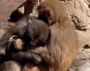 Omiljeni Internet majmunčić, ponovo osvaja: Panč našao devojku (VIDEO)