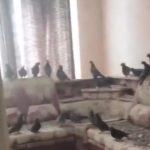 Ostavio otvoren prozor na stanu tri godine i zatekao horor prizor: "Gledaju me kao da sam stanar" (VIDEO)