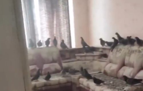 Ostavio otvoren prozor na stanu tri godine i zatekao horor prizor: "Gledaju me kao da sam stanar" (VIDEO)