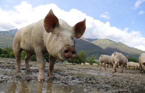 Mesni lobi pokušava da monopolizuje reči: Ako biljni proizvodi ne smeju da budu "burgeri", zašto slanina nije usoljeni svinjski stomak?
