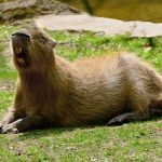 Masovna potera za kapibarom iz zoo vrta: Jednu brzo uhvatili, ali druga je "avanturista"