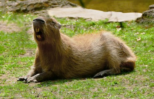 Masovna potera za kapibarom iz zoo vrta: Jednu brzo uhvatili, ali druga je "avanturista"