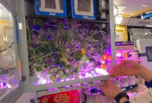 Astronauti nabrali svemirske paradajze: Pokazali kako ih gaje, a uskoro kreću i sa pšenicom (VIDEO)