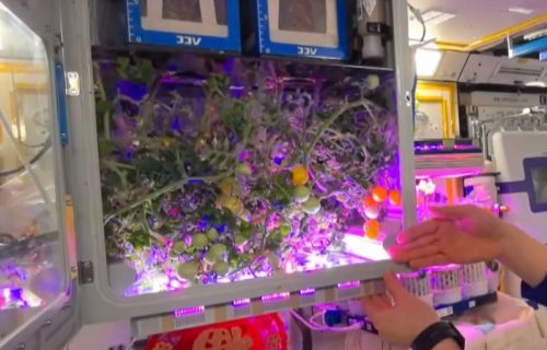 Astronauti nabrali svemirske paradajze: Pokazali kako ih gaje, a uskoro kreću i sa pšenicom (VIDEO)