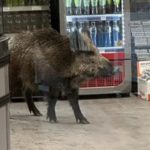 Epska bitka vepra i policije: Sa opremom za suzbijanje nereda ga jurili po radnji