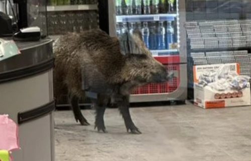 Epska bitka vepra i policije: Sa opremom za suzbijanje nereda ga jurili po radnji