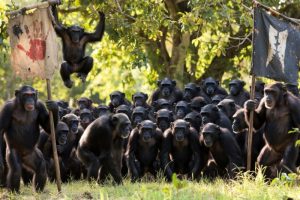 Rat šimpanzi traje već osam godina: “Vojske” dva plemena ciljaju mladunce, haos počeo posle epidemije