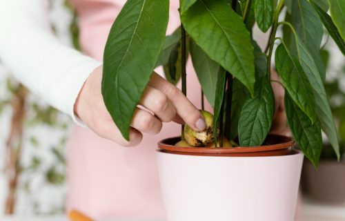 Često nije strašno, ali nije uvek ni bezazleno: Znakovi koji otkrivaju šta nije u redu sa vašim biljkama