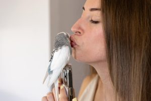 Uneće boje i harmoniju u vaš dom! Mali vodič za početnike: Kako da najbolje odaberete pticu za vas