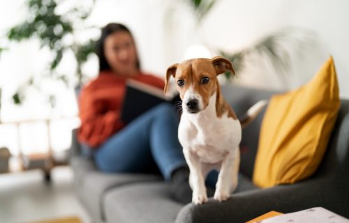 Planirate život sa psom u stanu? Ova su pravila kojima morate da ga učite od prvog dana