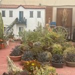 Garden centar o kome se sanja: Od bonsai maslina do unikatnih kaktusa (FOTO)
