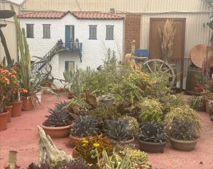 Garden centar o kome se sanja: Od bonsai maslina do unikatnih kaktusa (FOTO)