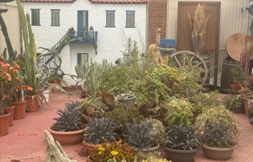 Garden centar o kome se sanja: Od bonsai maslina do unikatnih kaktusa (FOTO)