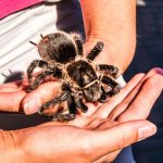 Bizarnost na delu: Muškarac držao 150 tarantula u čašama od jogurta