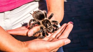 Bizarnost na delu: Muškarac držao 150 tarantula u čašama od jogurta