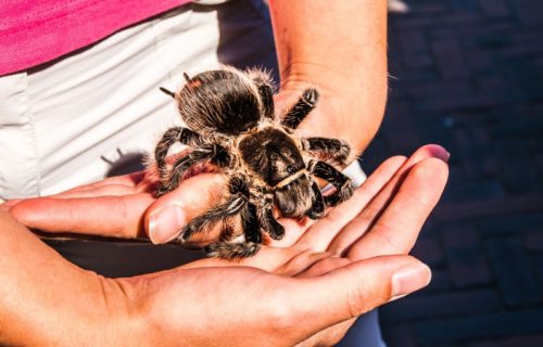 Bizarnost na delu: Muškarac držao 150 tarantula u čašama od jogurta