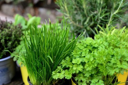 Nova pravila EU za biljke koje bolje podnose klimatske promene i zahtevaju manje pesticida