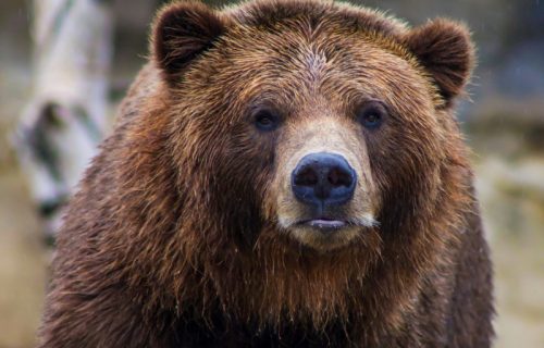 Medved ubio MMA borca: Brat stradalog izneo detalje jezivog napada