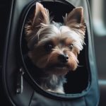 Novina u avio-saobraćaju: Ljubimci više nisu „prtljag“, mogu da lete bez transportera