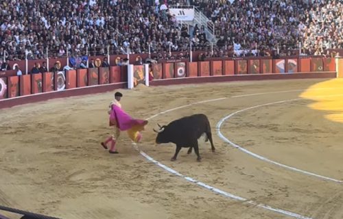 "Osveta" bikova u Španiji: Matador u penziji ubijen kada je ušao u tor