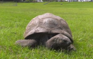 Dušmani sahranjuju živog Džonatana: Laži o smrti najstarije kornjače na svetu imaju mračnu svrhu